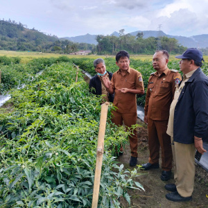 Monitoring Ketahanan Pangan Tanaman Cabe Demplot Pertanian di Desa Tangga Batu II Kecamatan Parmaksian