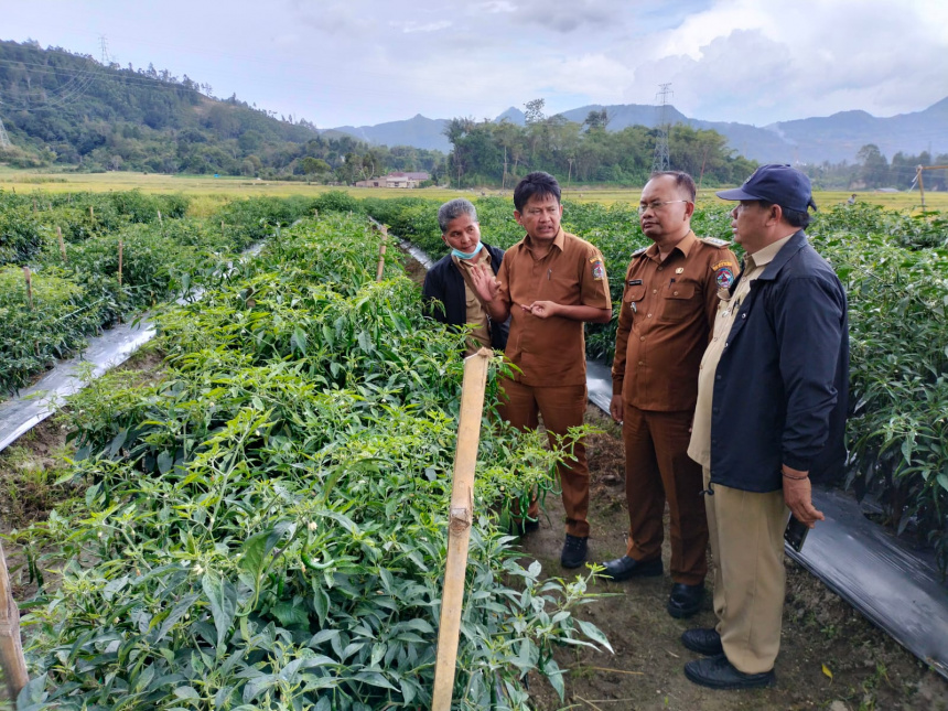 Monitoring Ketahanan Pangan Tanaman Cabe Demplot Pertanian di Desa Tangga Batu II Kecamatan Parmaksian